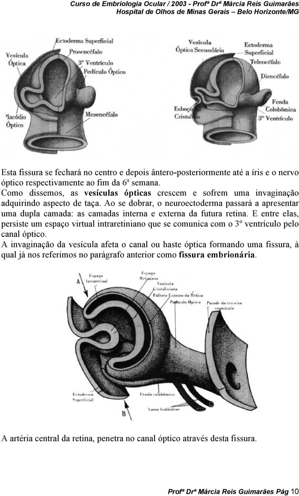 Ao se dobrar, o neuroectoderma passará a apresentar uma dupla camada: as camadas interna e externa da futura retina.