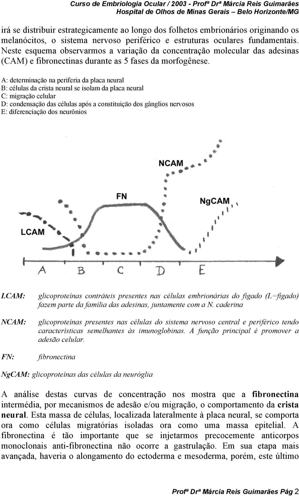 A: determinação na periferia da placa neural B: células da crista neural se isolam da placa neural C: migração celular D: condensação das células após a constituição dos gânglios nervosos E: