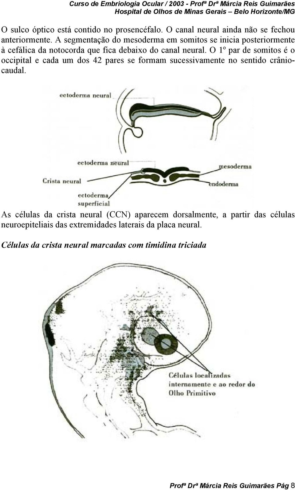 O 1º par de somitos é o occipital e cada um dos 42 pares se formam sucessivamente no sentido crâniocaudal.