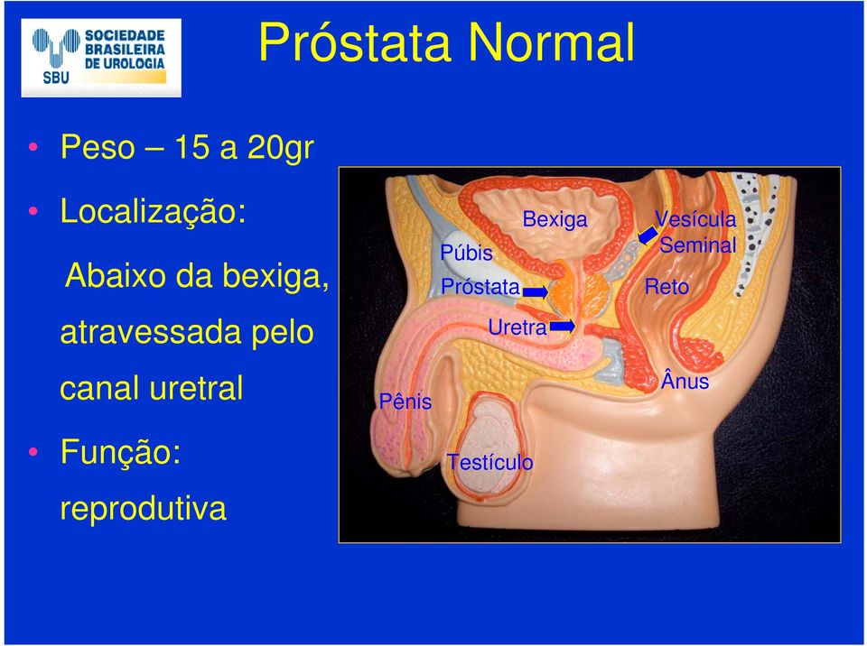 uretral Função: reprodutiva Pênis Bexiga