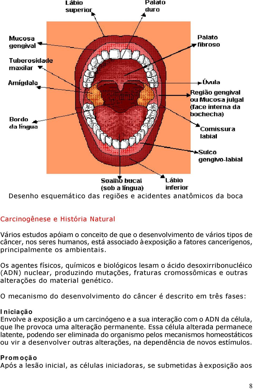 Os agentes físicos, químicos e biológicos lesam o ácido desoxirribonucléico (ADN) nuclear, produzindo mutações, fraturas cromossômicas e outras alterações do material genético.