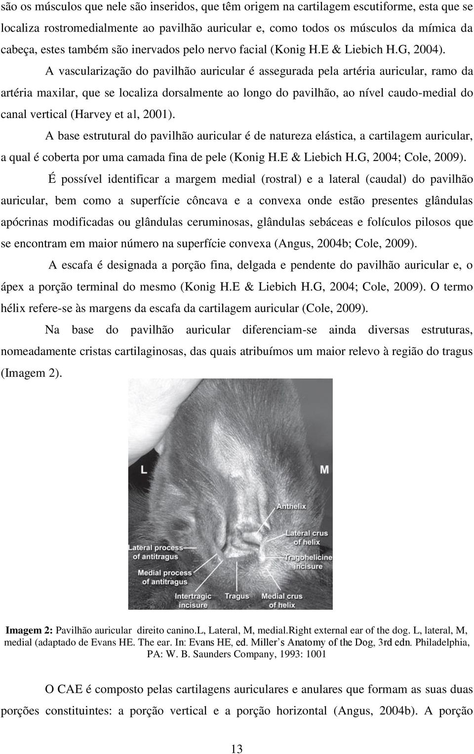 A vascularização do pavilhão auricular é assegurada pela artéria auricular, ramo da artéria maxilar, que se localiza dorsalmente ao longo do pavilhão, ao nível caudo-medial do canal vertical (Harvey