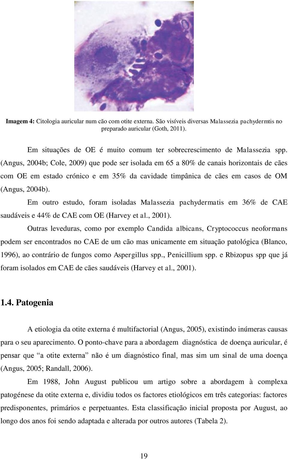 (Angus, 2004b; Cole, 2009) que pode ser isolada em 65 a 80% de canais horizontais de cães com OE em estado crónico e em 35% da cavidade timpânica de cães em casos de OM (Angus, 2004b).