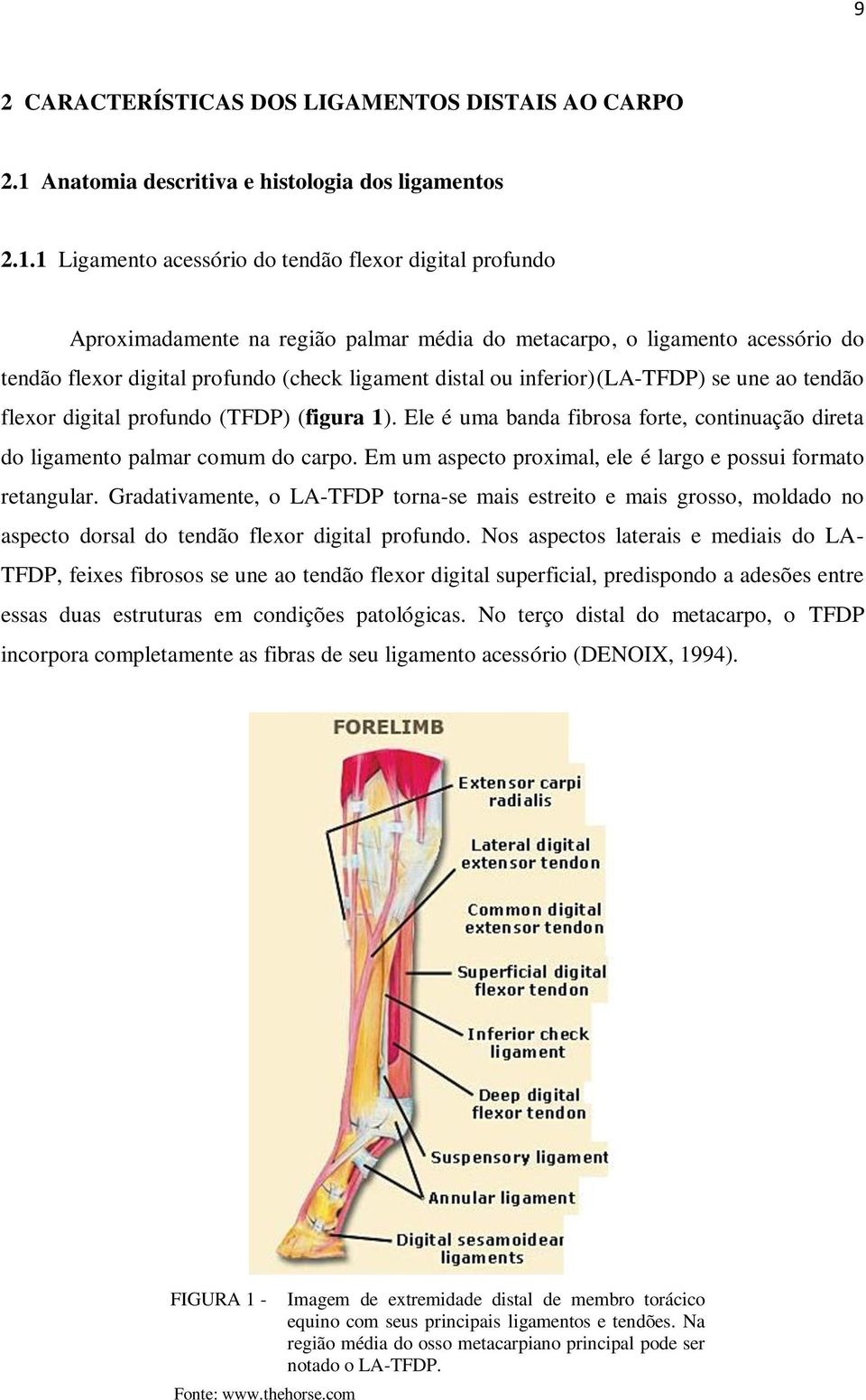 1 Ligamento acessório do tendão flexor digital profundo Aproximadamente na região palmar média do metacarpo, o ligamento acessório do tendão flexor digital profundo (check ligament distal ou