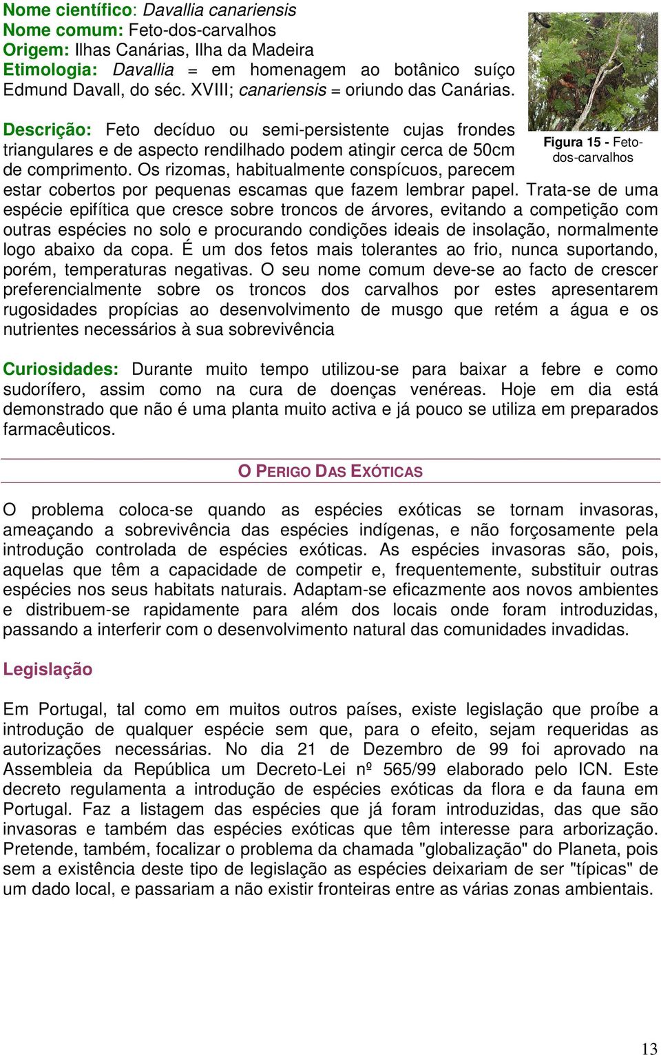 Descrição: Feto decíduo ou semi-persistente cujas frondes Figura 15 - Fetotriangulares e de aspecto rendilhado podem atingir cerca de 50cm dos-carvalhos de comprimento.