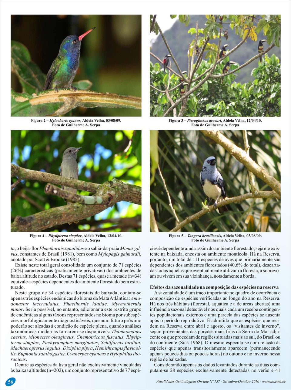 ta, o beija-flor Phaethornis squalidus e o sabiá-da-praia Mimus gil- cies é dependente ainda assim do ambiente florestado, seja ele exisvus, constantes de rasil (1981), bem como Myiopagis gaimardii,