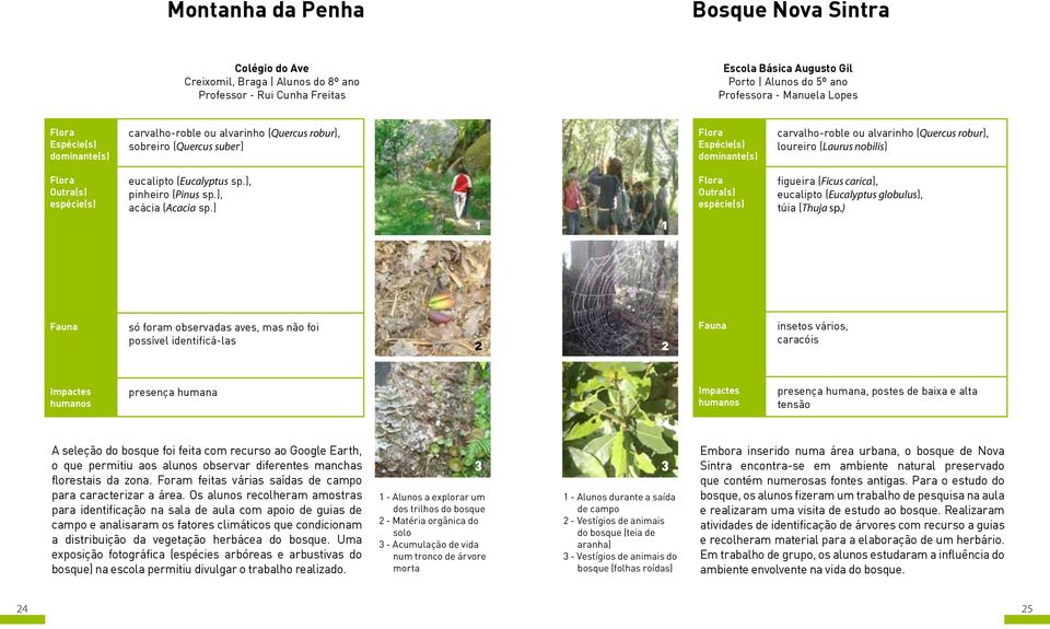 ), acácia (Acacia sp.) figueira (Ficus carica), eucalipto (Eucalyptus globulus), túia (Thuja sp.