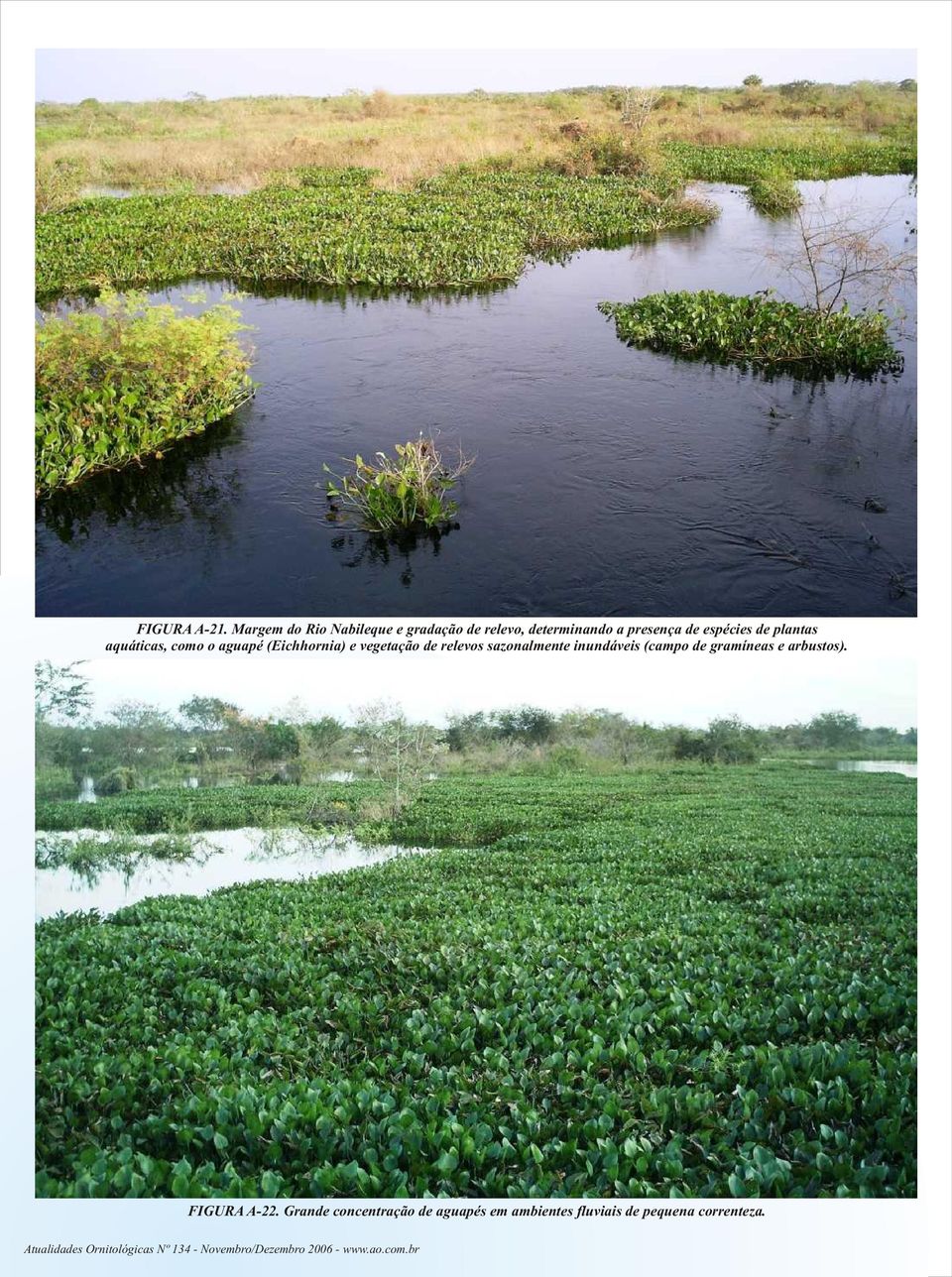 aquáticas, como o aguapé (Eichhornia) e vegetação de relevos sazonalmente inundáveis (campo de