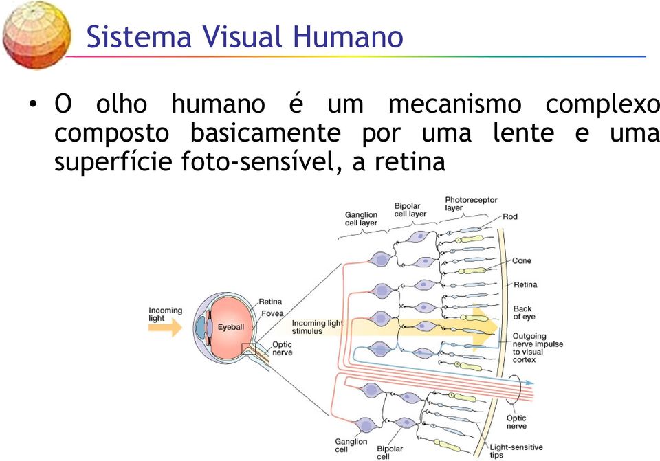 composto basicamente por uma