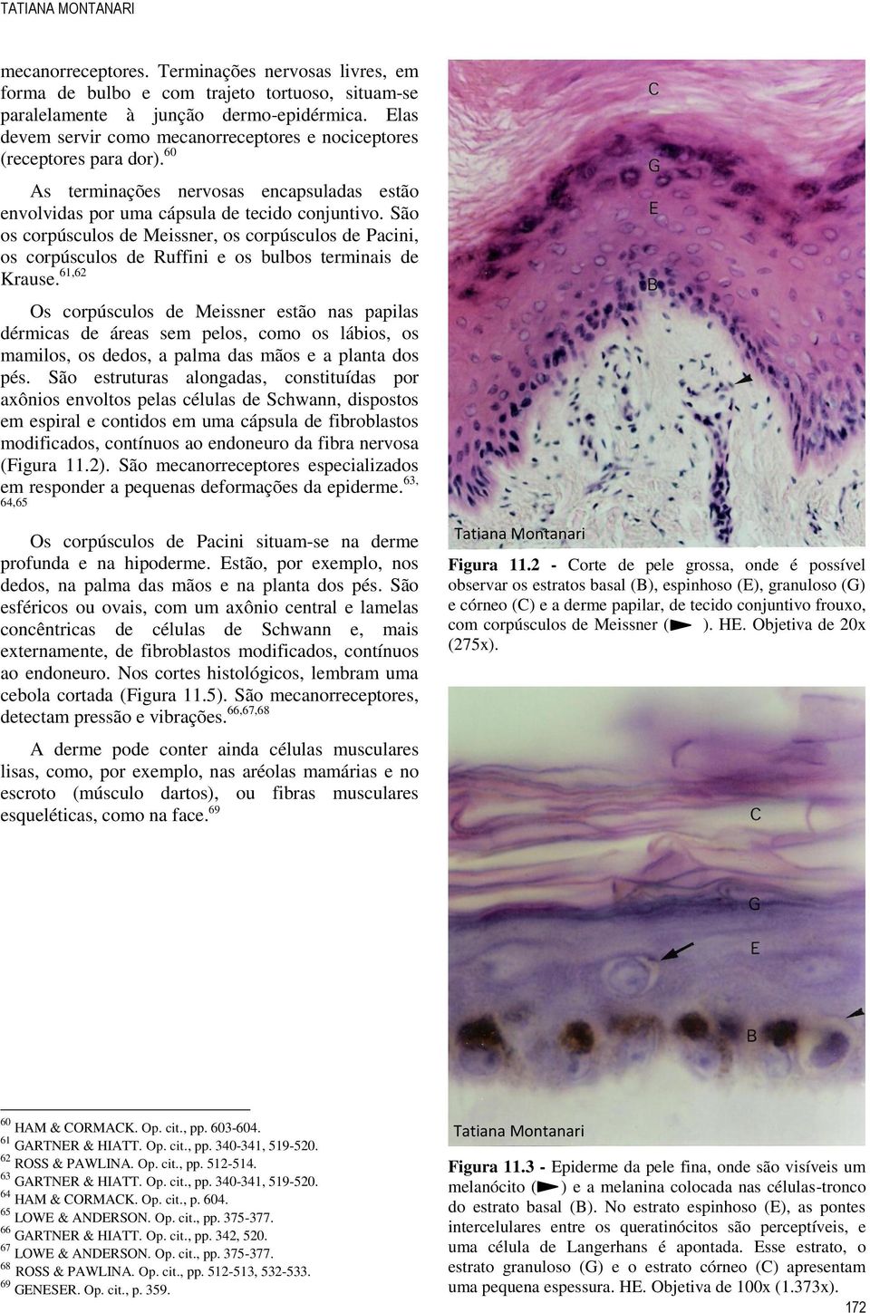 São os corpúsculos de Meissner, os corpúsculos de Pacini, os corpúsculos de Ruffini e os bulbos terminais de Krause.