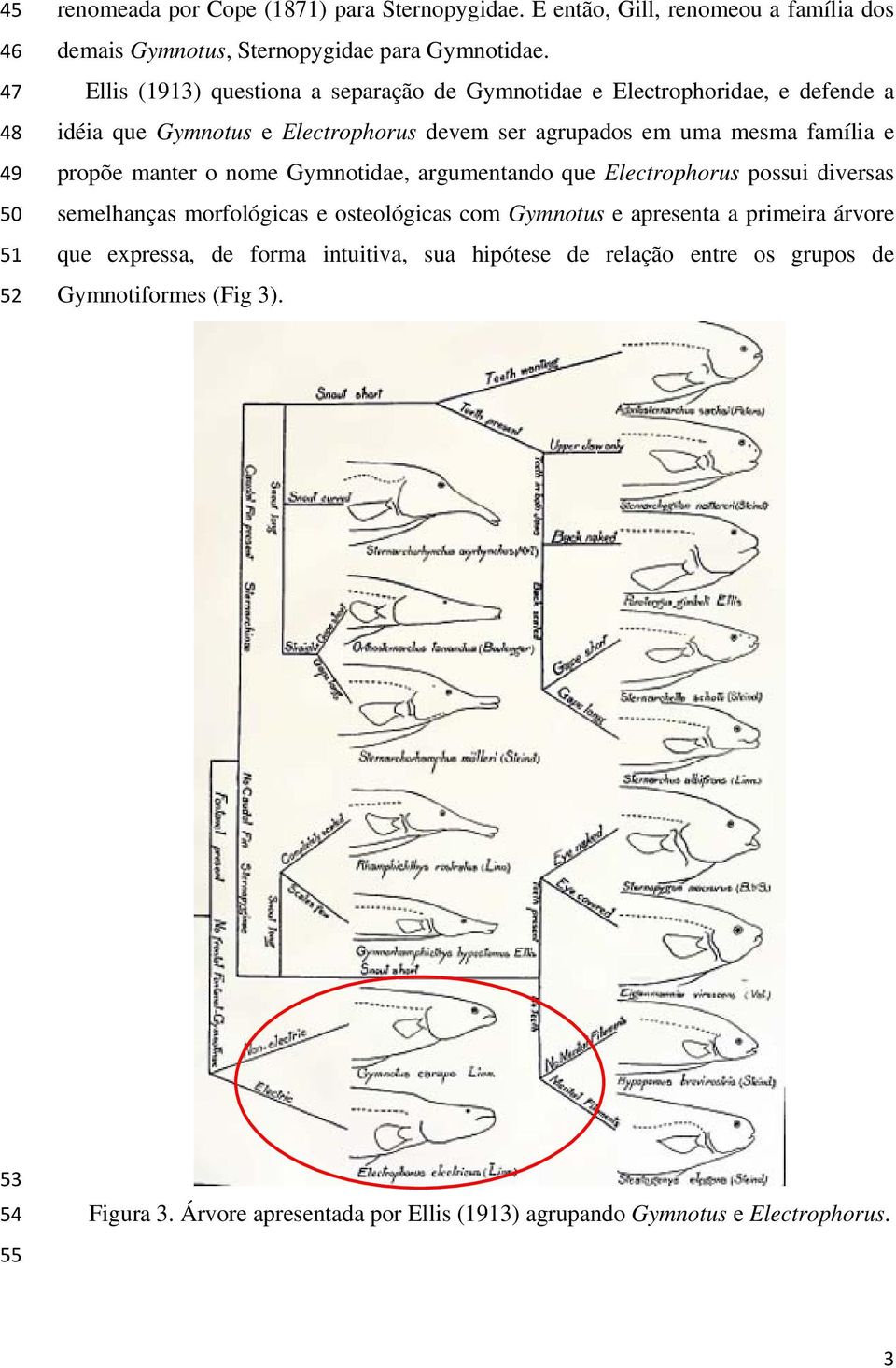 manter o nome Gymnotidae, argumentando que Electrophorus possui diversas semelhanças morfológicas e osteológicas com Gymnotus e apresenta a primeira árvore que