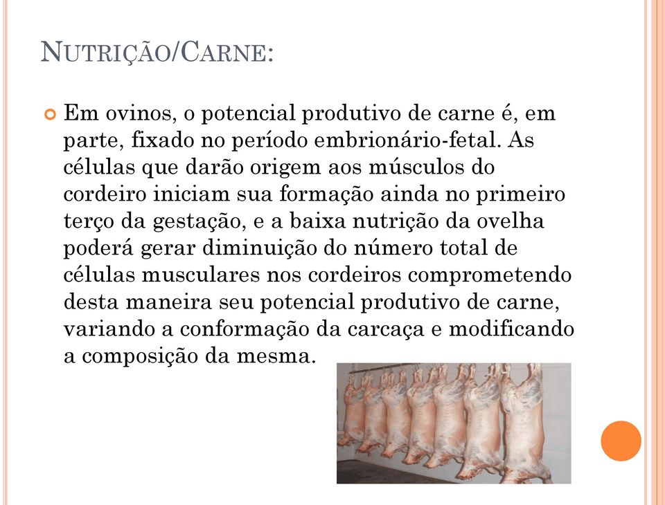 a baixa nutrição da ovelha poderá gerar diminuição do número total de células musculares nos cordeiros