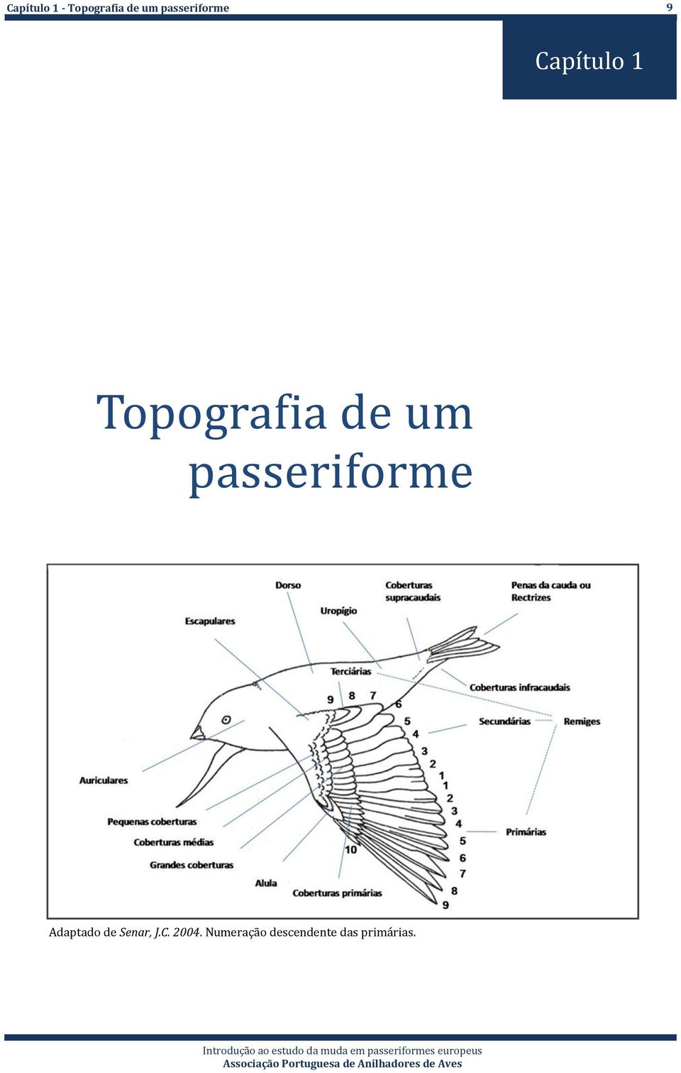 de um passeriforme Adaptado de Senar,