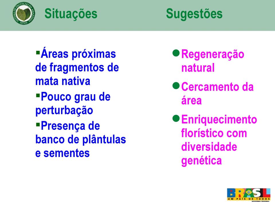 plântulas e sementes Sugestões Regeneração natural