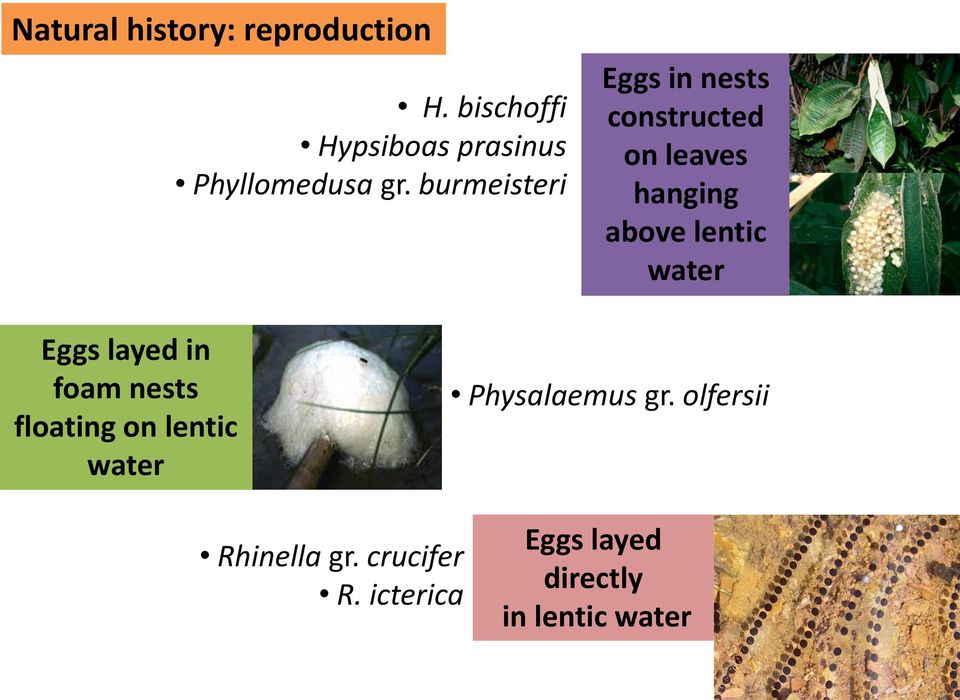 burmeisteri Eggs in nests constructed on leaves hanging above lentic water