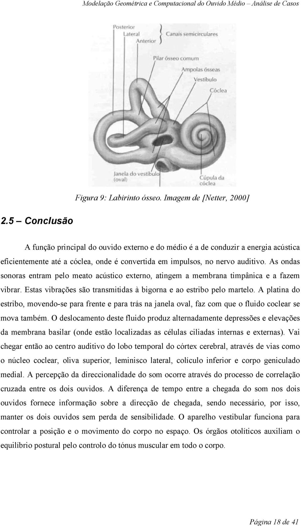 As ondas sonoras entram pelo meato acústico externo, atingem a membrana timpânica e a fazem vibrar. Estas vibrações são transmitidas à bigorna e ao estribo pelo martelo.