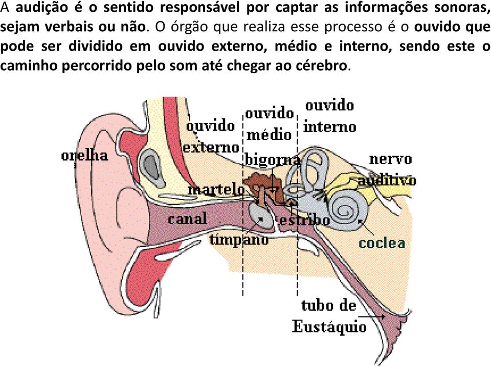 O órgão que realiza esse processo é o ouvido que pode ser