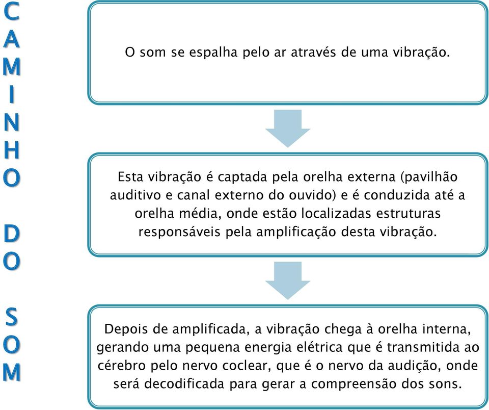 onde estão localizadas estruturas responsáveis pela amplificação desta vibração.