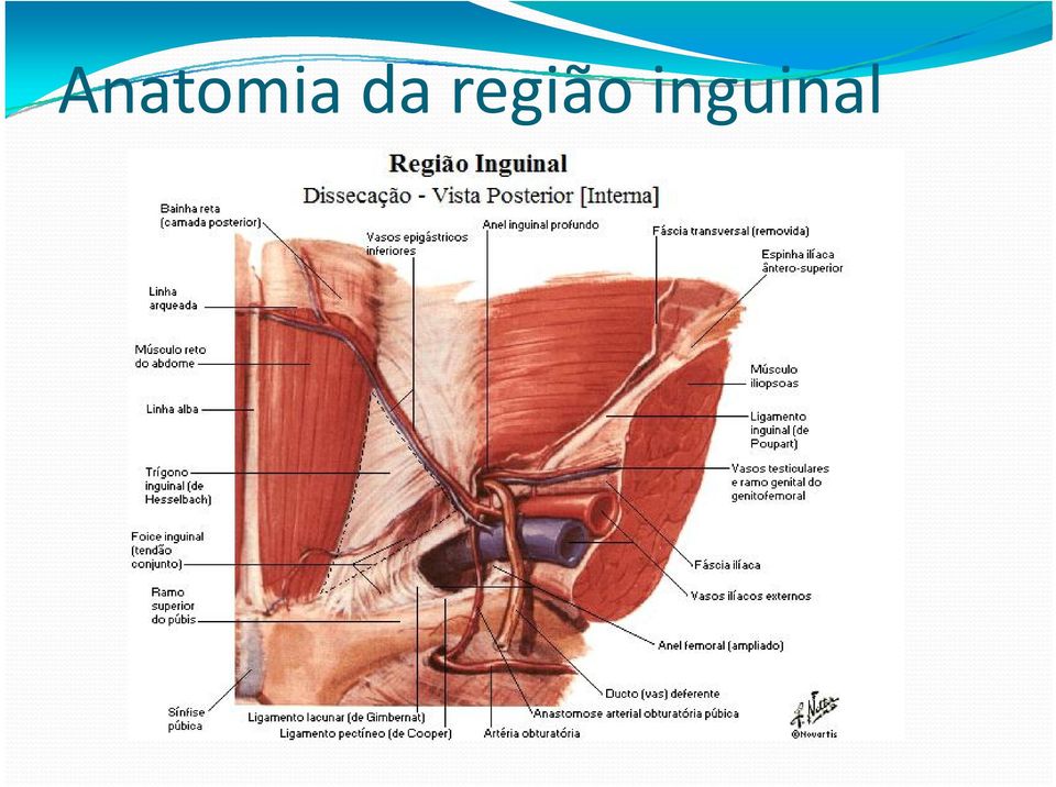 inguinal