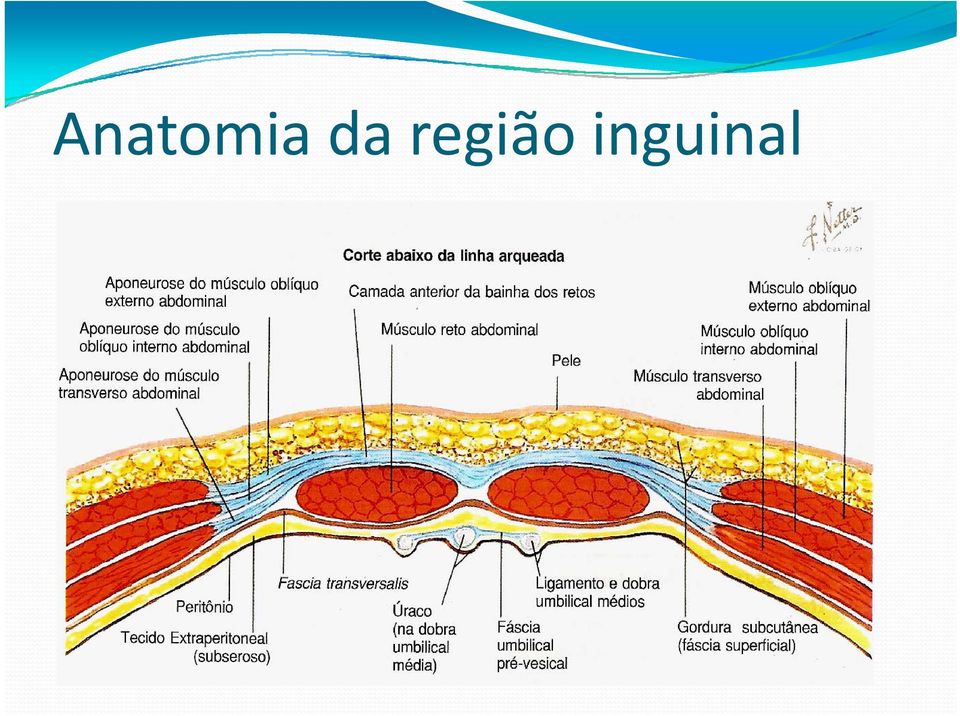 inguinal