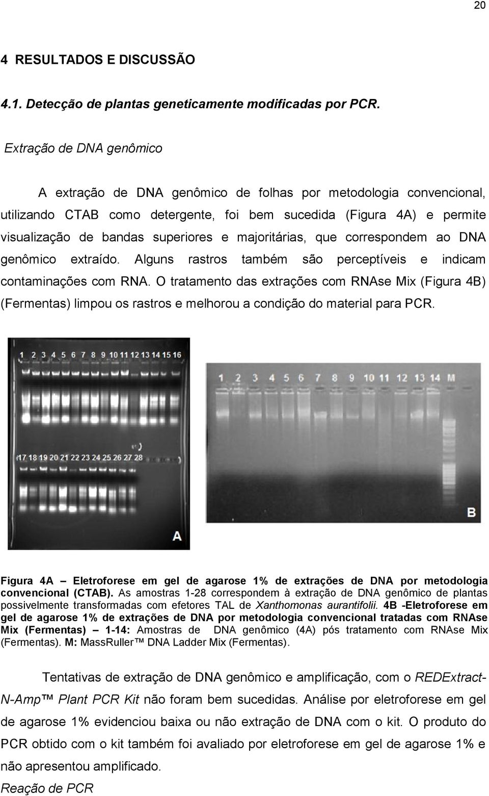 majoritárias, que correspondem ao DNA genômico extraído. Alguns rastros também são perceptíveis e indicam contaminações com RNA.