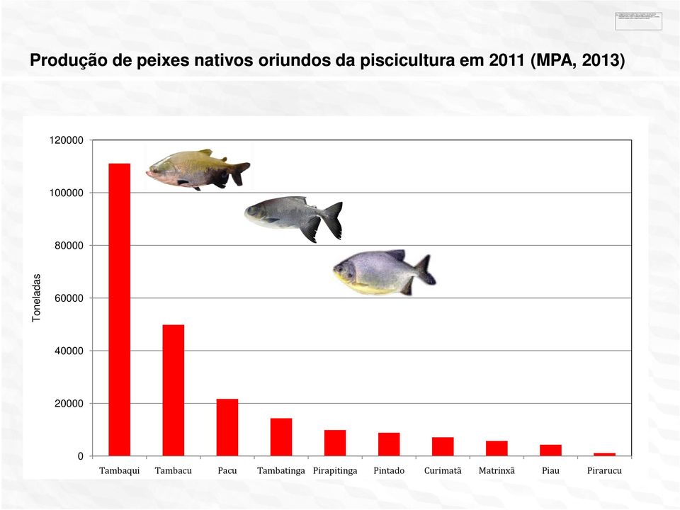 60000 40000 20000 0 Tambaqui Tambacu Pacu