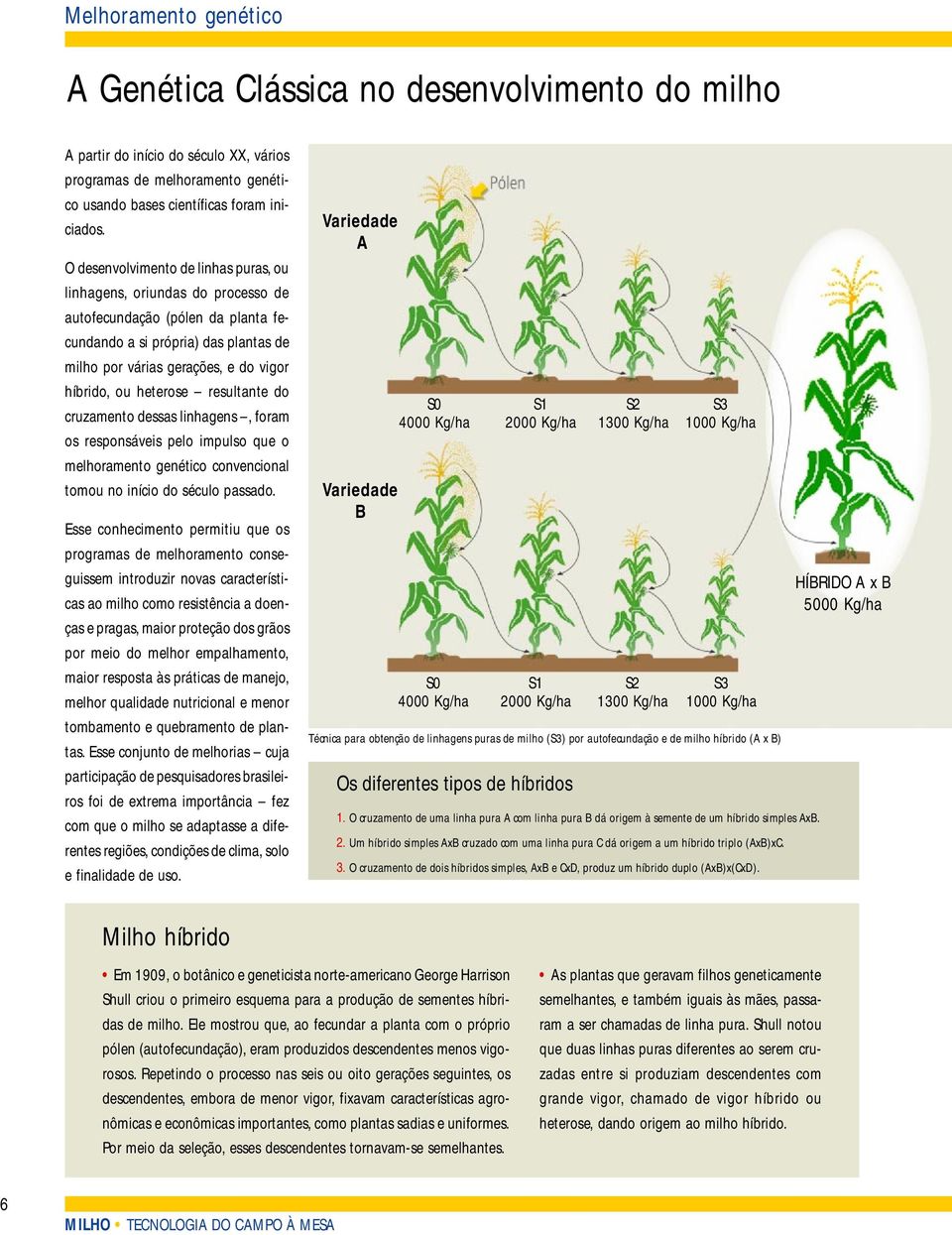 heterose resultante do cruzamento dessas linhagens, foram os responsáveis pelo impulso que o melhoramento genético convencional tomou no início do século passado.