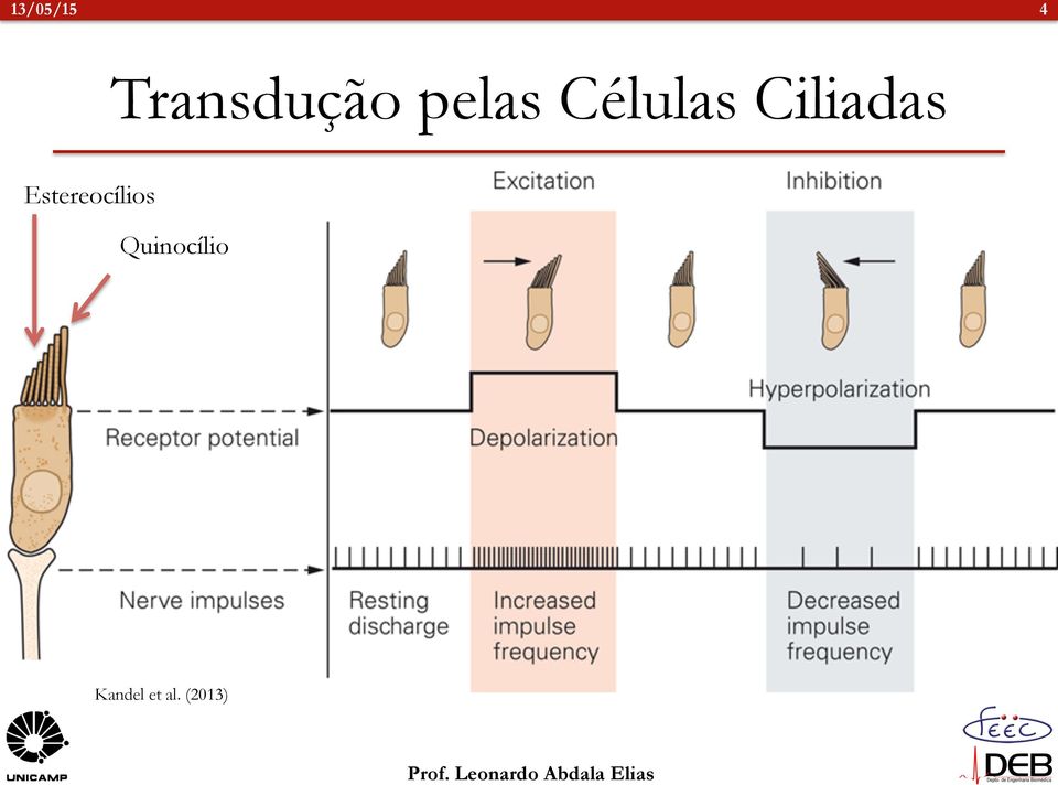 Estereocílios