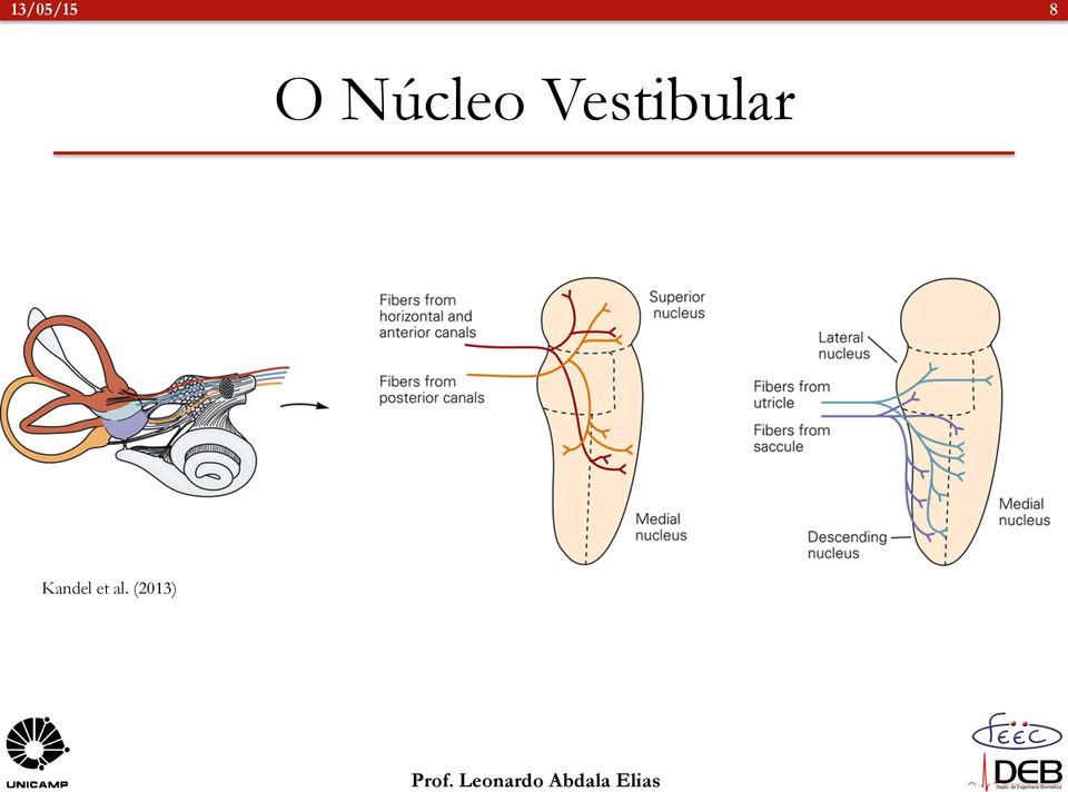 Vestibular