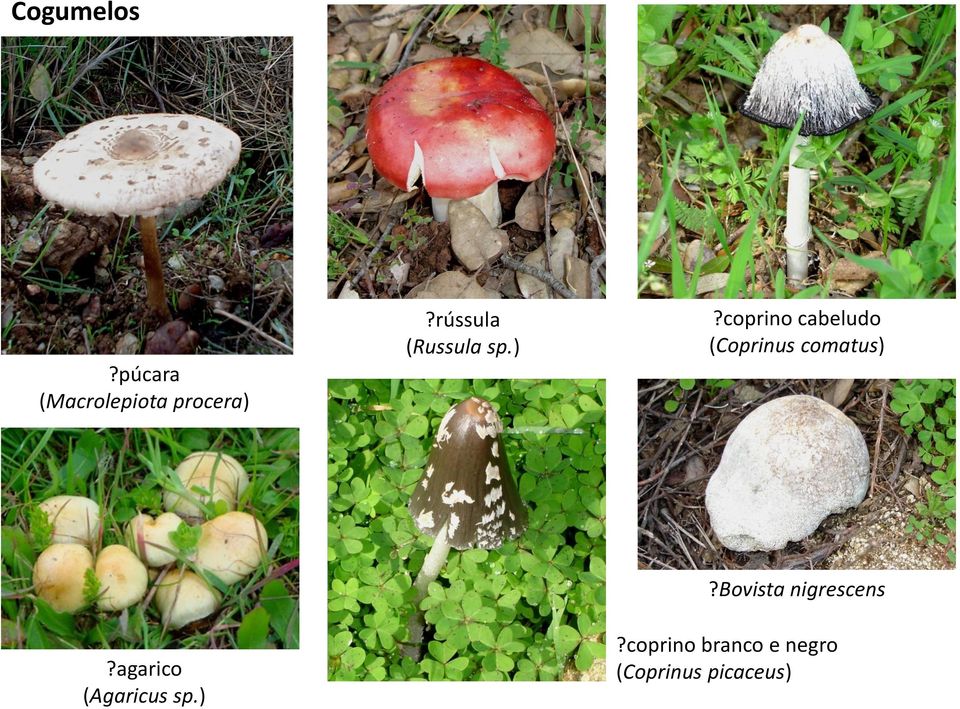 coprino cabeludo (Coprinus comatus)?