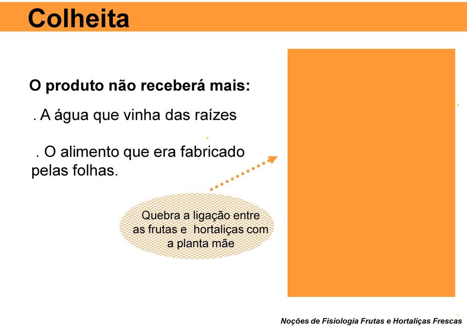 O alimento que era fabricado pelas folhas.