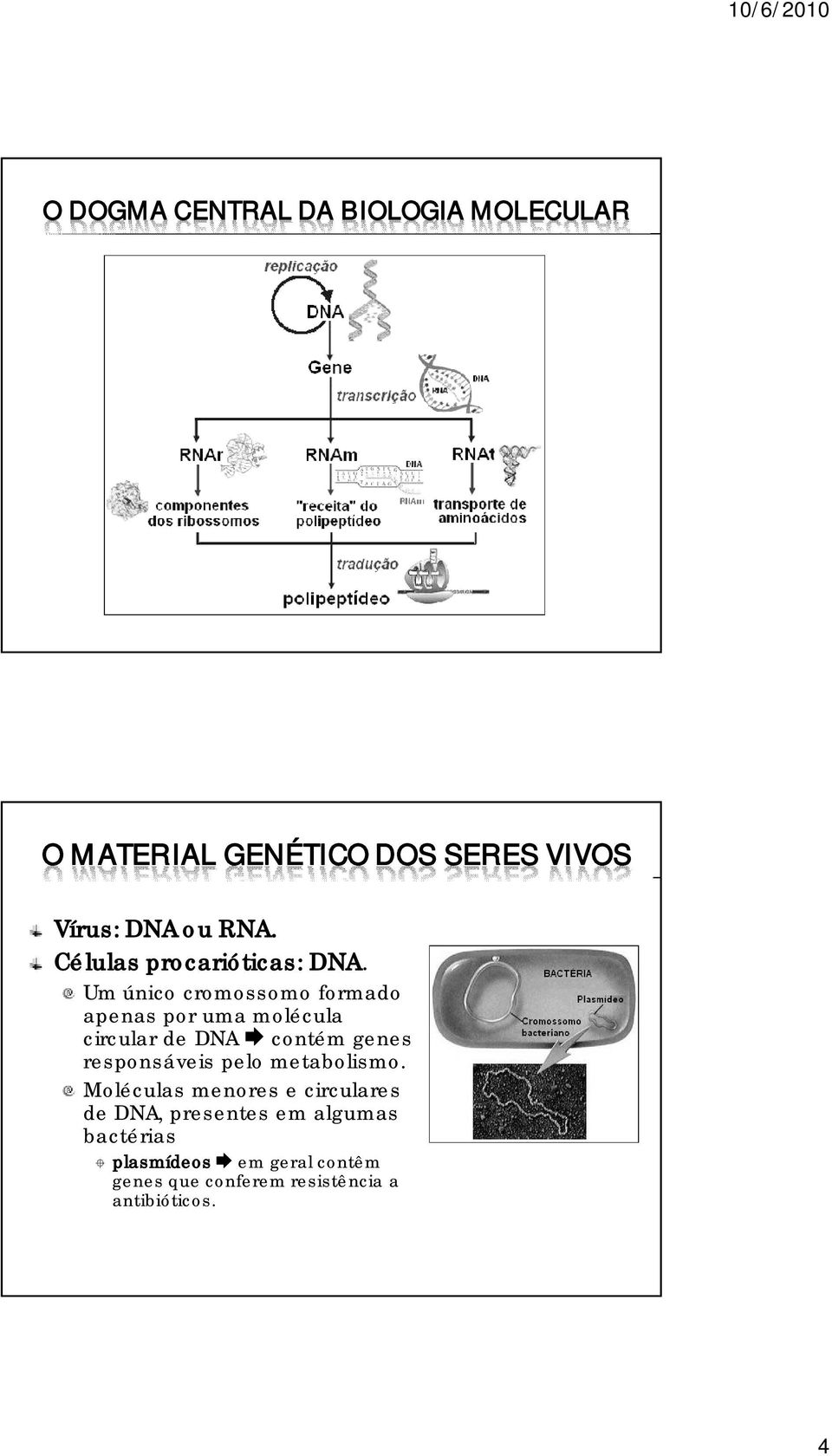 Um único cromossomo formado apenas por uma molécula circular de DNA contém genes responsáveis