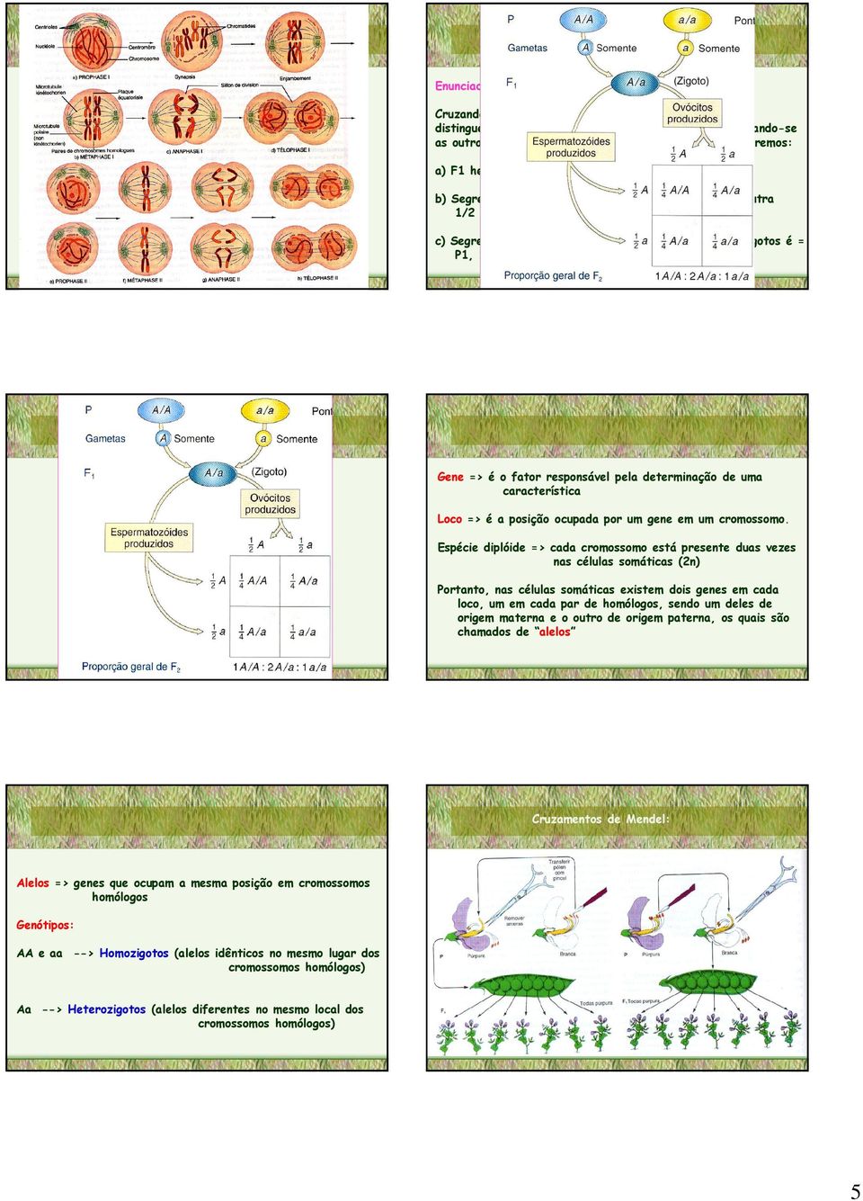 são = F1 (híbridos) Gene => é o fator responsável pela determinação de uma característica Loco => é a posição ocupada por um gene em um cromossomo.