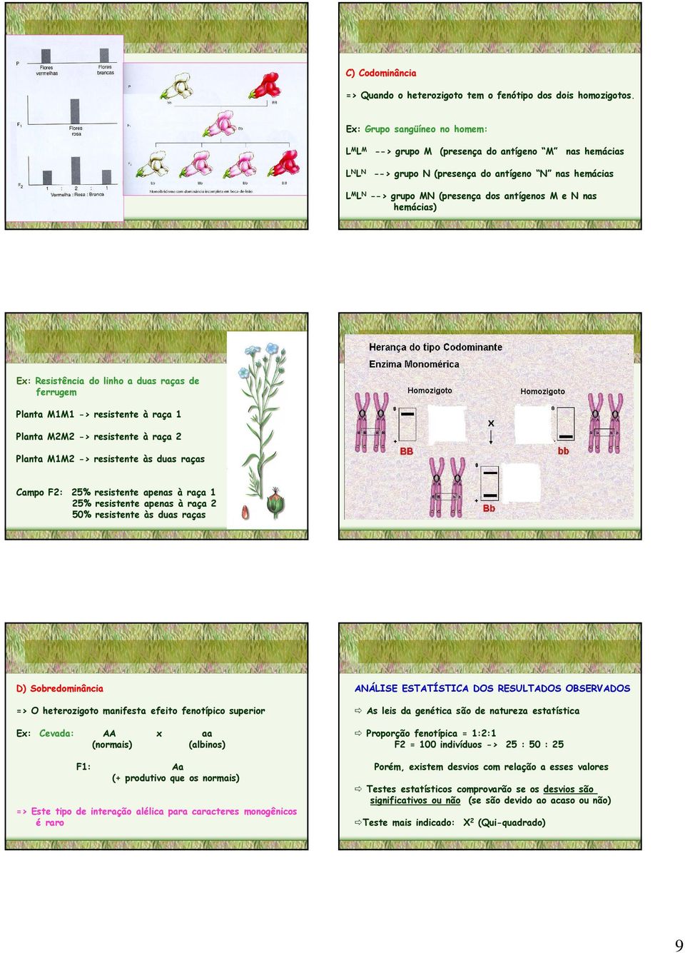 E: Resistência do linho a duas raças de ferrugem Planta M1M1 -> resistente à raça 1 Planta M2M2 -> resistente à raça 2 Planta M1M2 -> resistente às duas raças Campo F2: 25% resistente apenas à raça 1