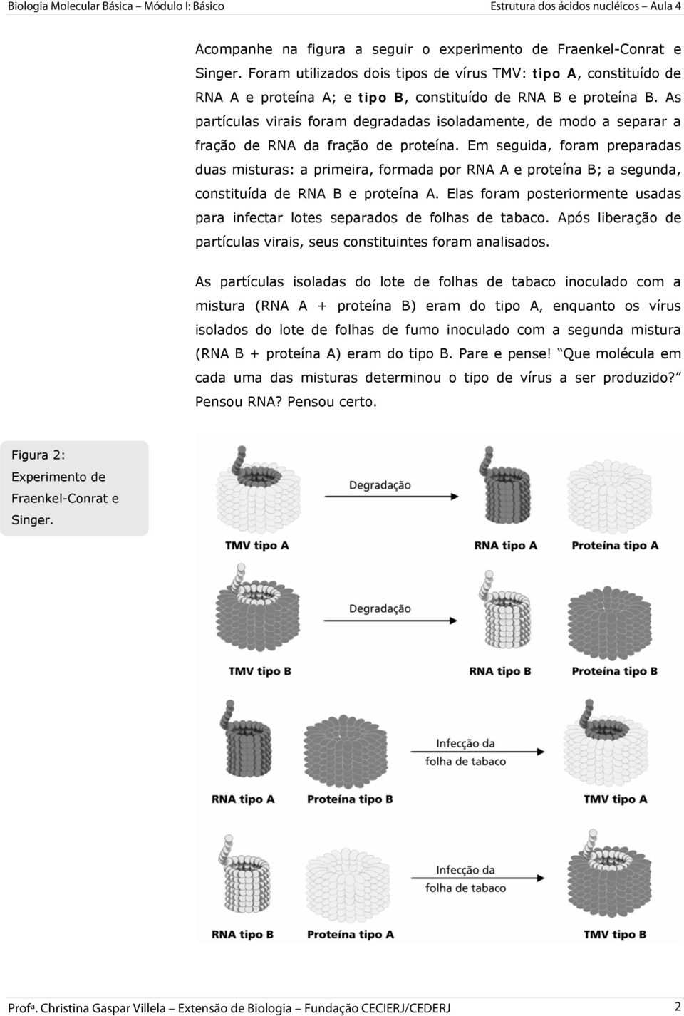 As partículas virais foram degradadas isoladamente, de modo a separar a fração de RNA da fração de proteína.