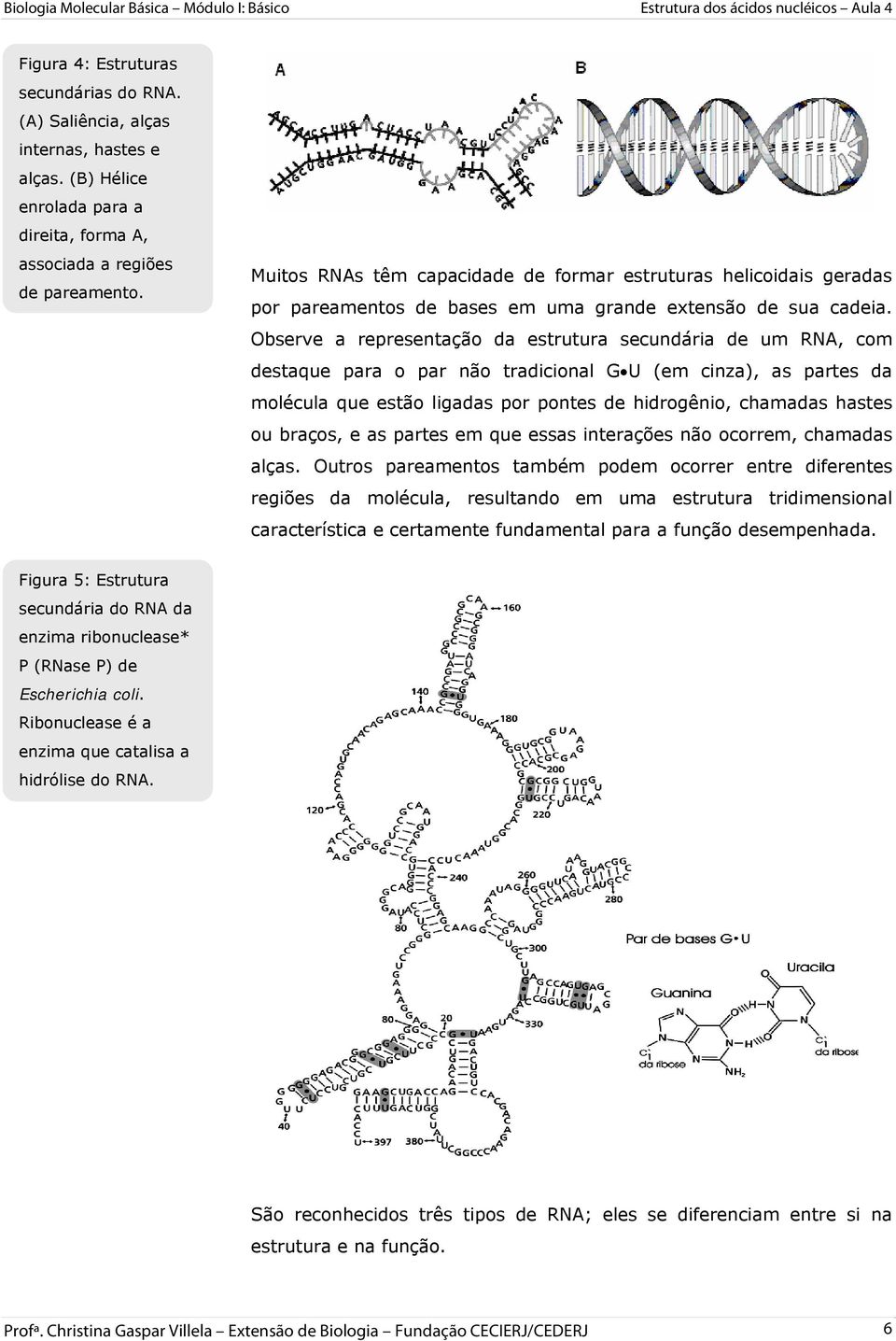 Observe a representação da estrutura secundária de um RNA, com destaque para o par não tradicional G U (em cinza), as partes da molécula que estão ligadas por pontes de hidrogênio, chamadas hastes ou