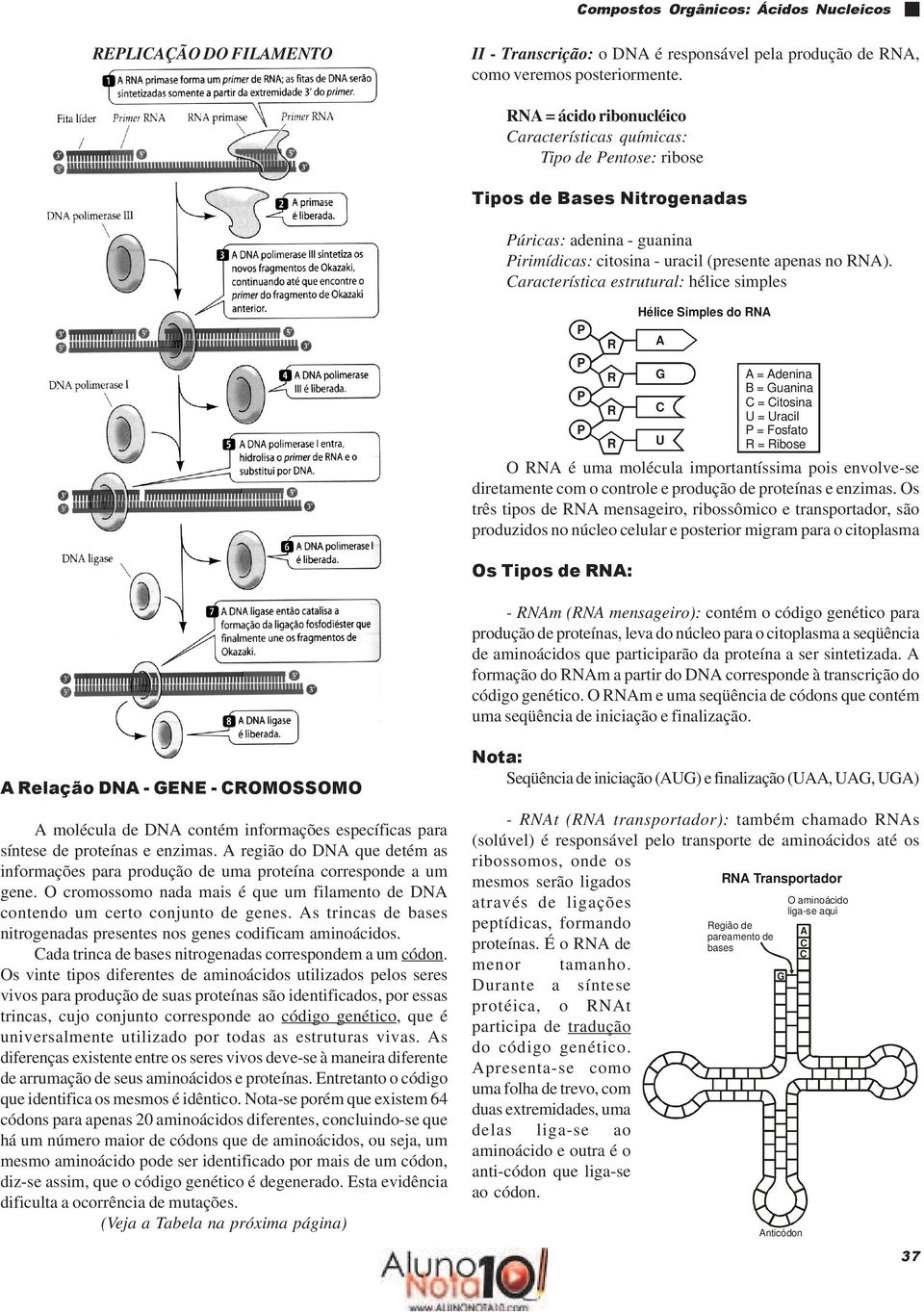 aracterística estrutural: hélice simples A é uma molécula importantíssima pois envolve-se diretamente com o controle e produção de proteínas e enzimas.