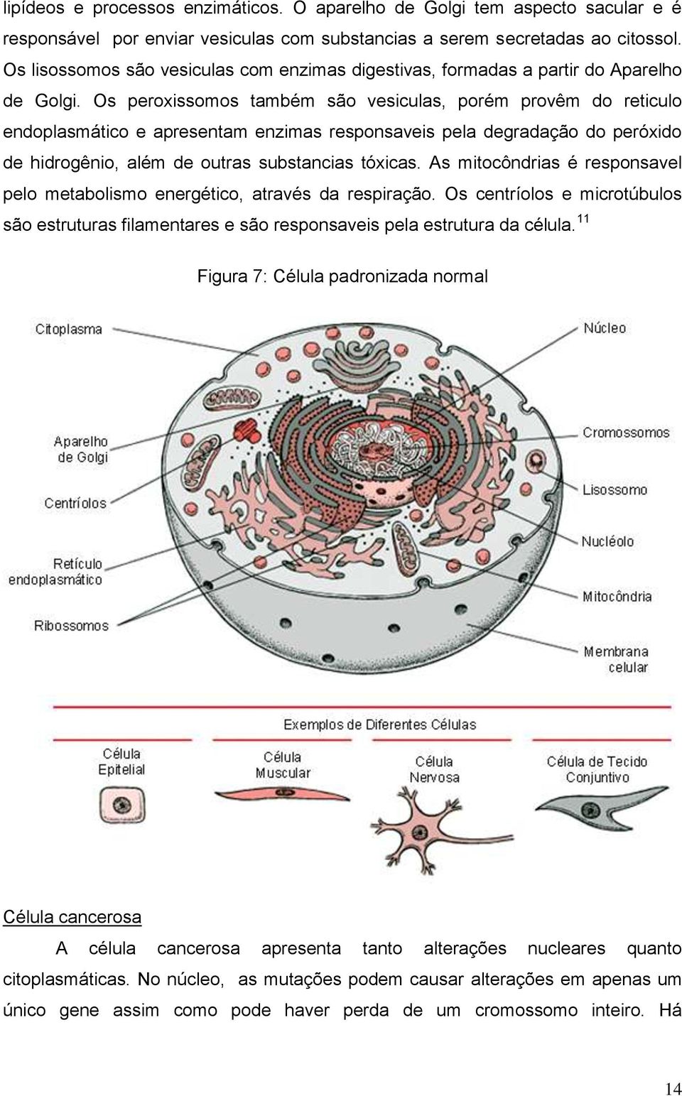 Os peroxissomos também são vesiculas, porém provêm do reticulo endoplasmático e apresentam enzimas responsaveis pela degradação do peróxido de hidrogênio, além de outras substancias tóxicas.