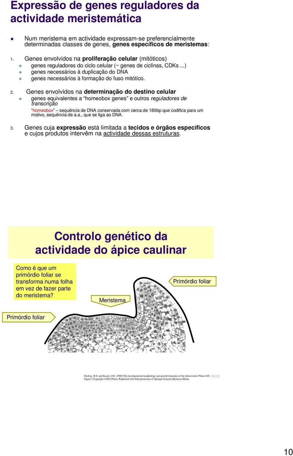 ..) genes necessários à duplicação do DNA genes necessários à formação do fuso mitótico. 2.