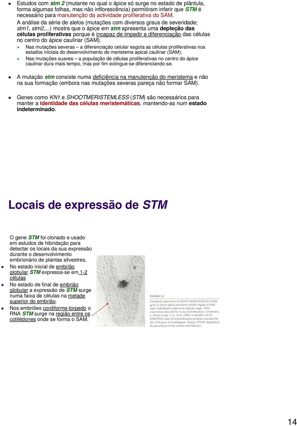 ..) mostra que o ápice em stm apresenta uma depleção das células proliferativas porque é incapaz de impedir a diferenciação das células no centro do ápice caulinar (SAM).