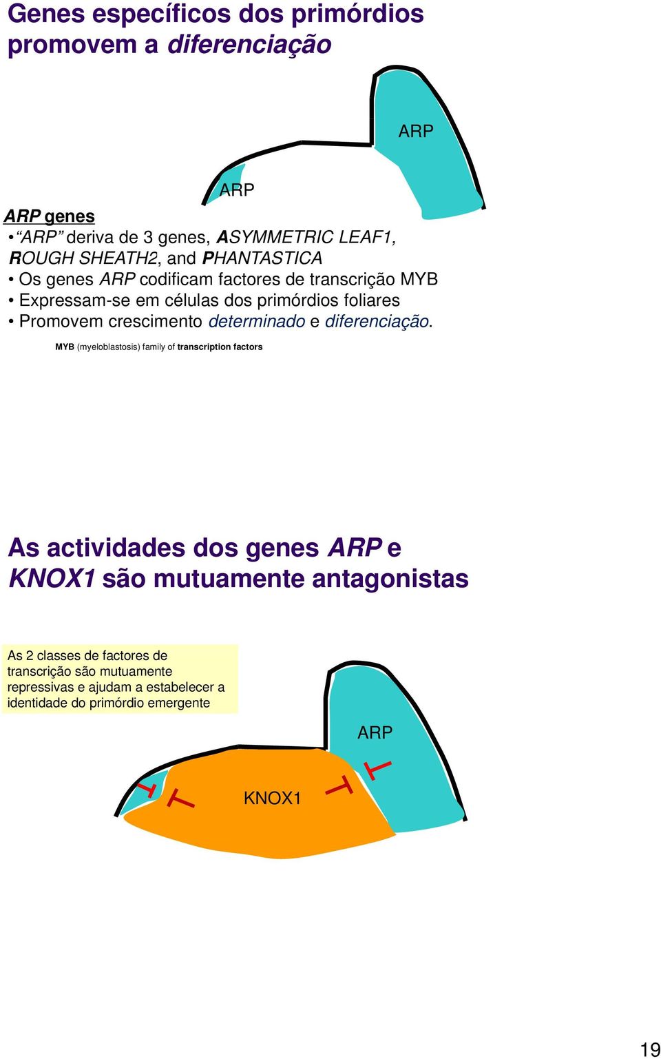 determinado e diferenciação.