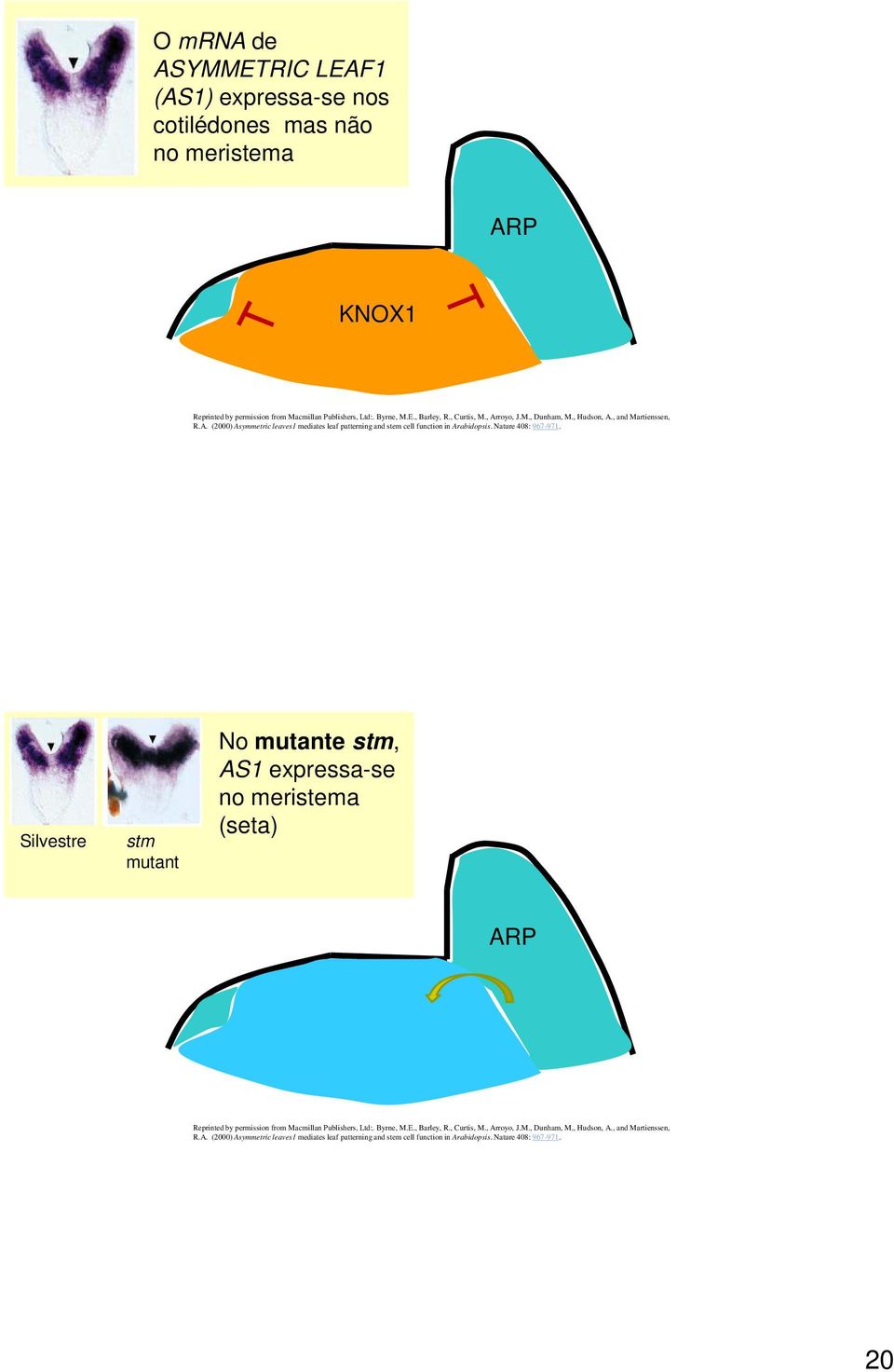 Nature 408: 967-971. Silvestre stm mutant No mutante stm, AS1 expressa-se no meristema (seta) ARP Reprinted by permission from Macmillan Publishers, Ltd:. Byrne, M.E.