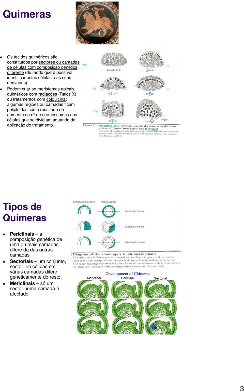 resultado do aumento no nº de cromossomas nas células que se dividiam aquando da aplicação do tratamento.