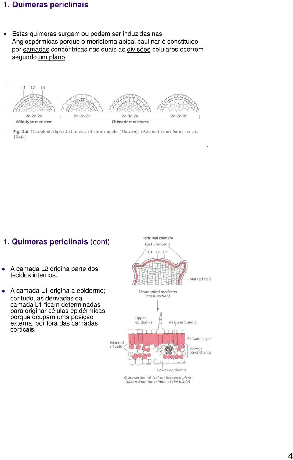 Quimeras periclinais (cont) A camada L2 origina parte dos tecidos internos.