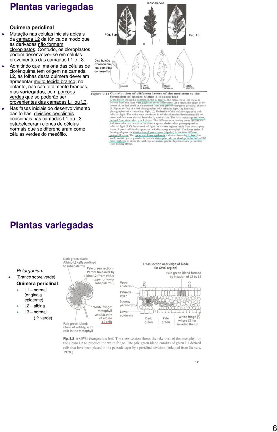 Admitindo que maioria das células de clorênquima tem origem na camada L2, as folhas desta quimera deveriam apresentar muito tecido branco; no entanto, não são totalmente brancas, mas variegadas, com