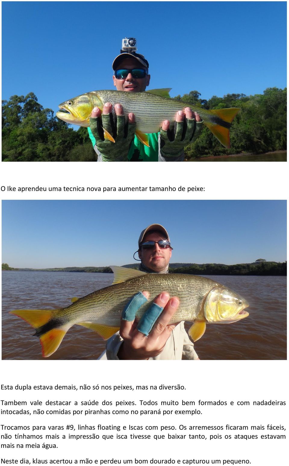 Todos muito bem formados e com nadadeiras intocadas, não comidas por piranhas como no paraná por exemplo.