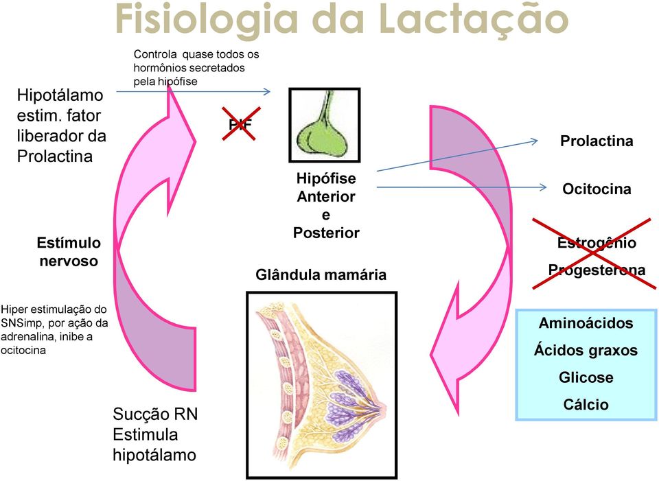 PIF Hipófise Anterior e Posterior Glândula mamária Prolactina Ocitocina Estrogênio Progesterona Hiper