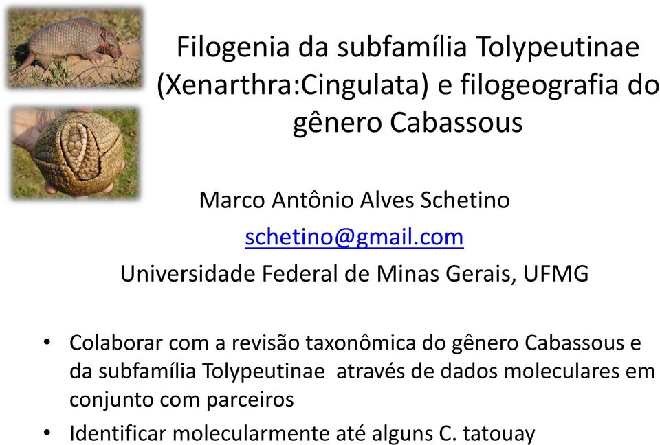 com Universidade Federal de Minas Gerais, UFMG Colaborar com a revisão taxonômica do gênero