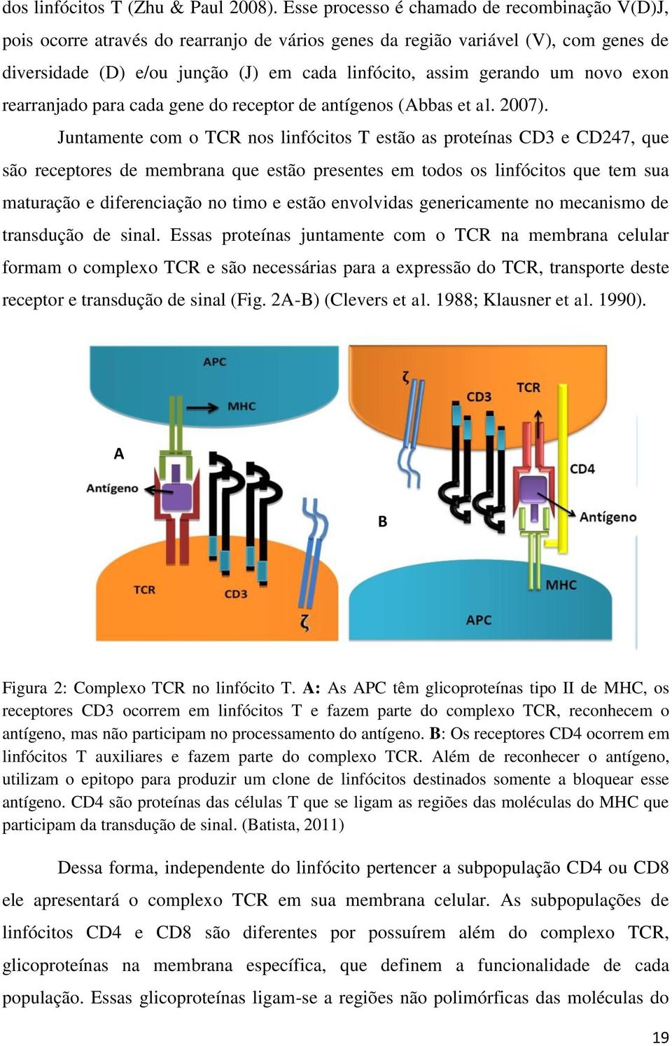 um novo exon rearranjado para cada gene do receptor de antígenos (Abbas et al. 2007).
