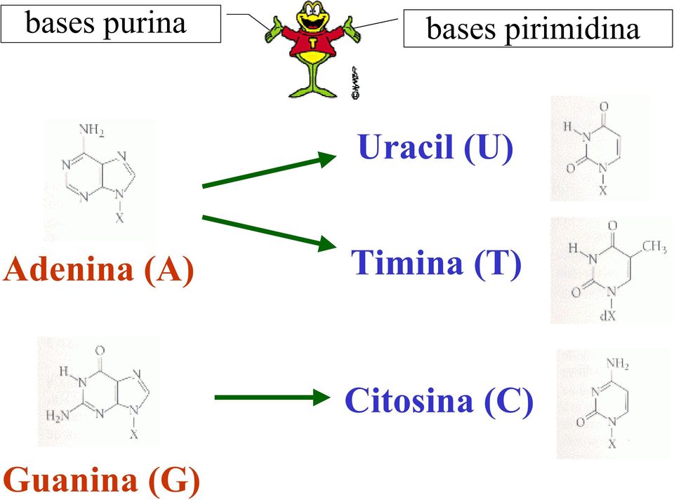 Adenina (A) Timina